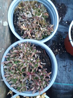 Delosperma - kosmatec bila, zluta, oranzova - 3