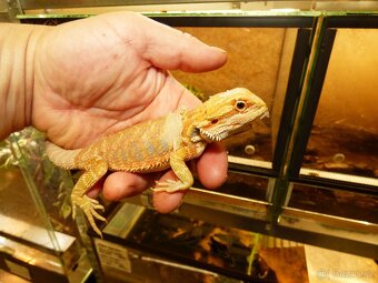 Agama vousatá (Pogona vitticeps) - 3