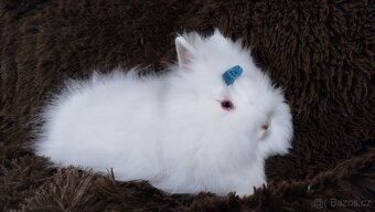 Zakrslý králíček, králík -(TEDDY)-HERBERT - 3