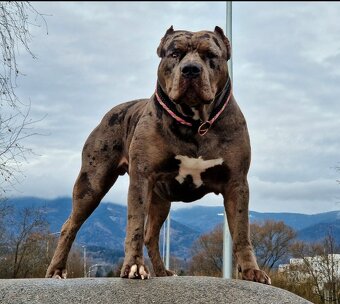 American bully XL XXL - 3