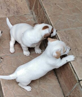 Jack Russell terier - 3