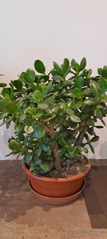 Crassula Ovata-tlustice - 3