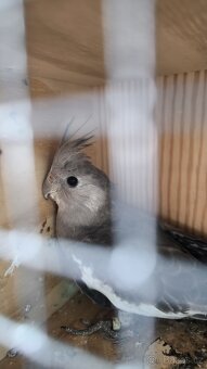 Korela bělohlavá - 3