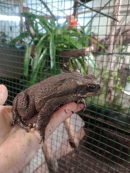 Ropucha obrovská (Rhinella marina) Surinam - 3