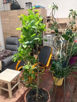 Pokojové květiny - 3