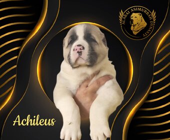 Stredoásijský pastevecký ovčiak s PP - 3