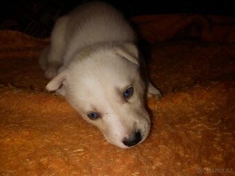 Prodáme štěňátka - 3