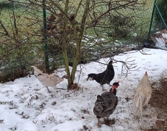 Barevní kohouti - 3