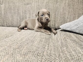 Stafordšírský bulteriér - 3