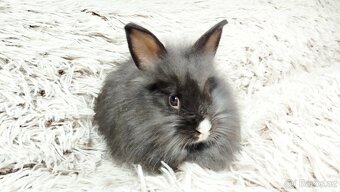 Zakrslý králík, králíček - HOLLY - 3