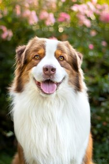 Australsky ovciak - Krytie, PP - 3