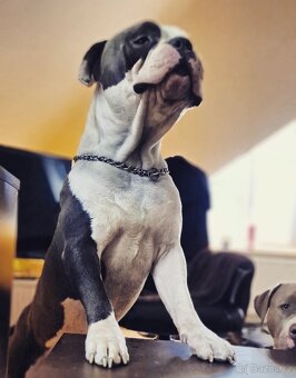 American Bully - KRYTÍ Fešák Hubert - 3