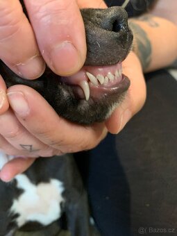 Americky pitbull s rodokmenem PP - 3