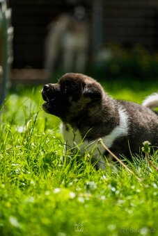 Americká Akita - American Akita - 3