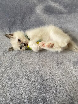 Ragdoll koťata - 3