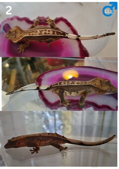 Pagekon řasnatý Correlophus ciliatus - 3