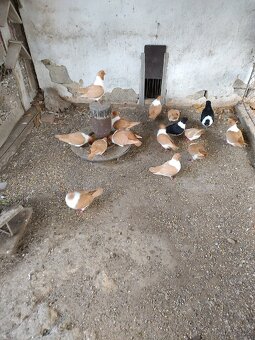 Prodám holuby moravský pštros žlutý - 3