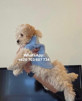 Maltipoo f1 light caramel fenka - 3