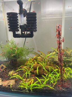 Krevetky červené Red Cherry - 3