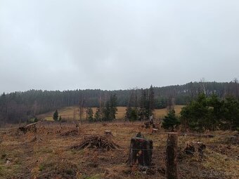 Prodej lesa na Šumavě - 3