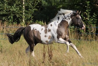 Připouštění HOMOZYGOTNÍM hřebcem APHA - 3