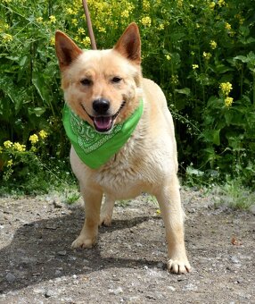 ZIPPY K ADOPCI - 5 LET, VESELÝ, ODDANÝ,ZVĚDAVÝ - 3