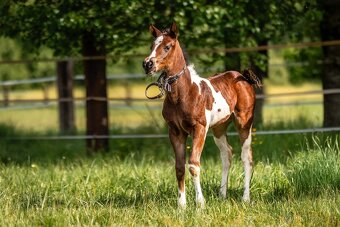 Aph kobylka Tobiano - 3