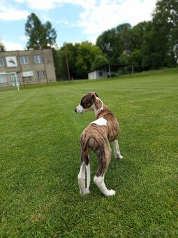 Whippet/vipet štěně s PP FCI - 3