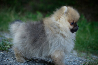 Pomeranian s PP - 3