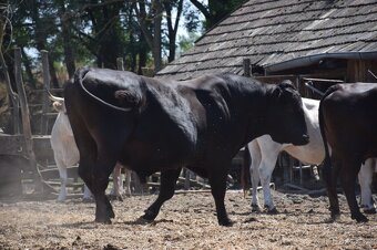 Plemenny byk wagyu - 3
