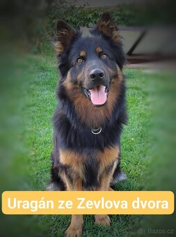 Chodský pes s PP - 3