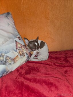 ČIVAVA  KRÁTKOSRSTÁ čoko pejsek - 3