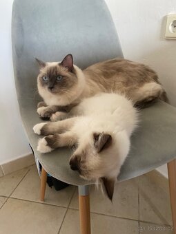 Hledám dočasnou péči pro Ragdoll kočičku - 3