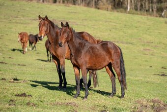 Menši klisnička po Eldorado 45 - 3