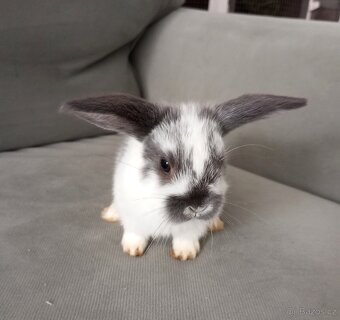 Zakrslý beránek králíček - 3