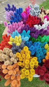 Barvené bodláky - krásně syté barvy - 3