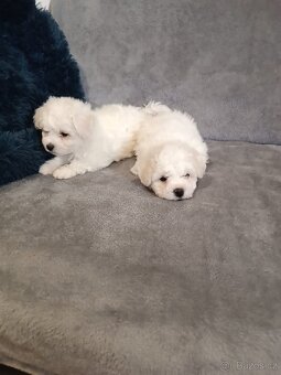 Štěně Bišonek bez PP - 3