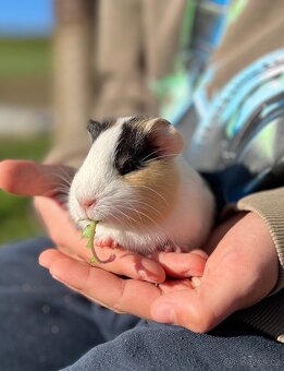 Morče, morčátko - 3