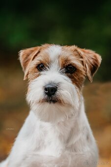 Jack Russell terrier - 3