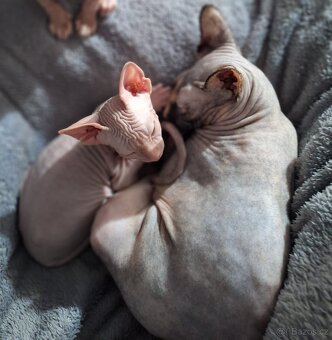 Sphynx kočička 12 týdnů - 3