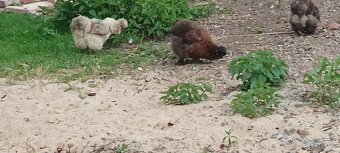 Hedvabničky NV a slípku s kohoutem - 3
