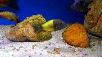 Tanganyika ... Tropheus moorii red rainbow a T. sp. Ikola - 3