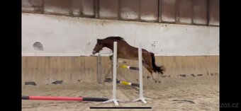 Welsh valach do športu aj na hobby - 3