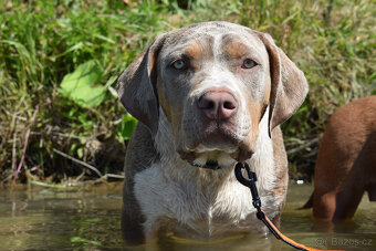 American bully XL - pejsek lilac tri - 3