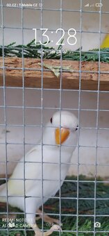 Agapornis růžohrdlý - 3