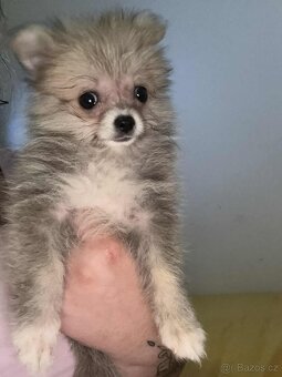 Pomeranian - 3