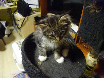 NABÍZÍM KŘÍŽENOU KOČIČKU (MAINSKÁ x SIBIŘSKÁ) - 3