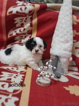 Jorkšír Biewer teriér - 3