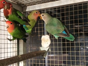 Prodám papoušky mnohobarvé - 3