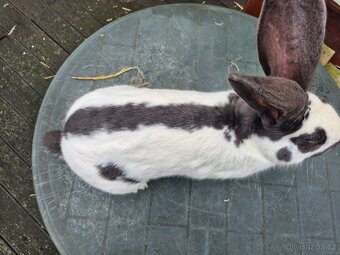 Německý obrovitý strakáč - 3